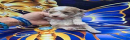 Maltipoo dogs for sale: Phoenix  - Ad 5