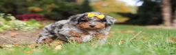 Mini Bernedoodle dogs for sale: Billie - Ad 5