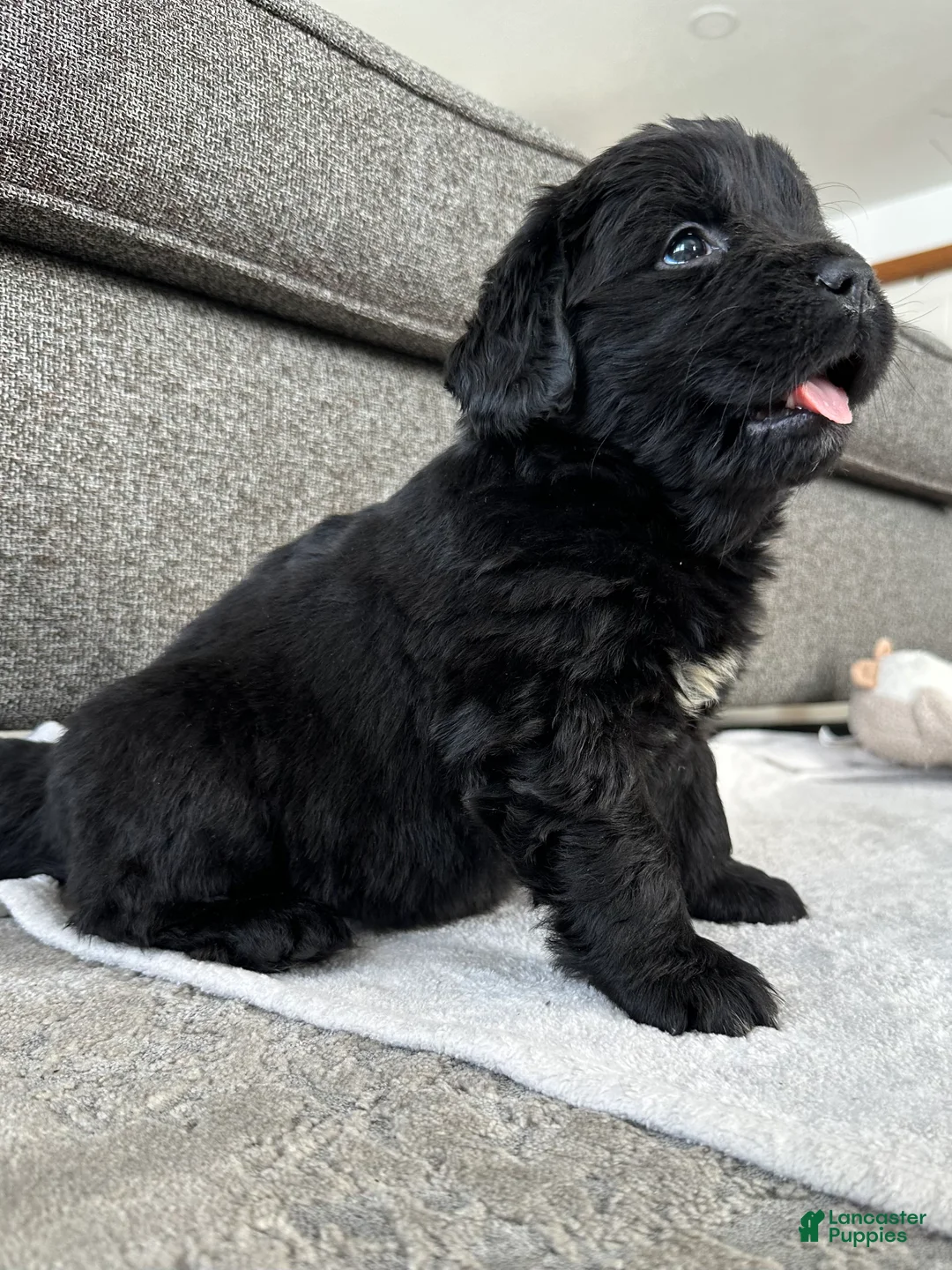 Newfoundland dogs for sale: AKC,OFA,CH, “ Lillie”  - Ad 7