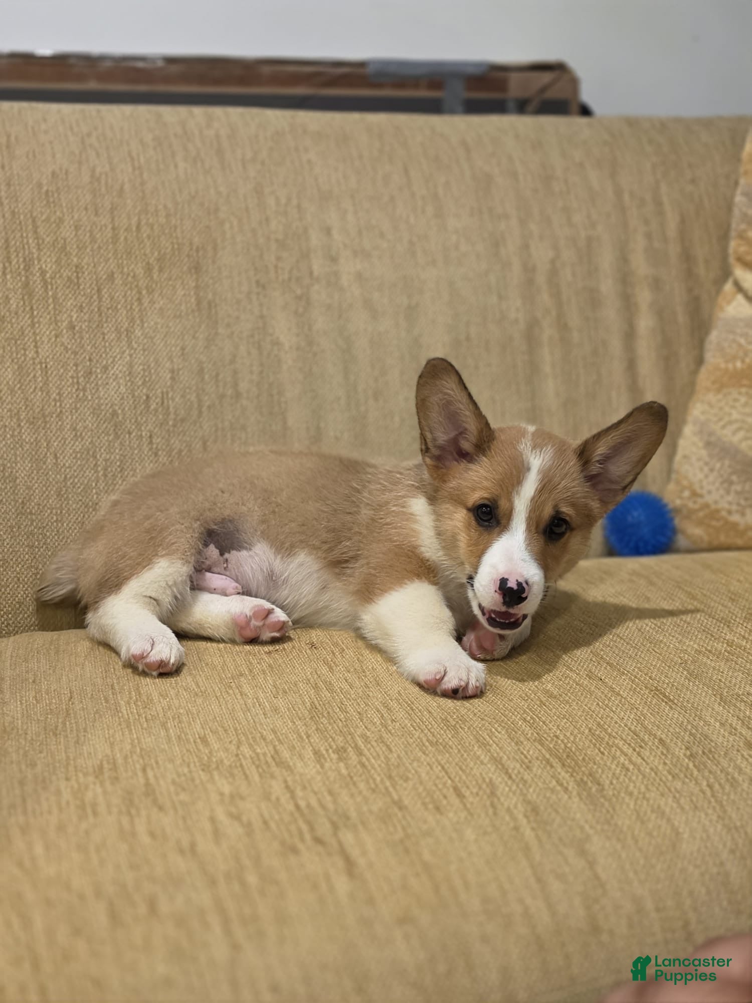 Welsh Corgi Pembroke dogs Welsh Corgi Pembroke 3 - Ad 2