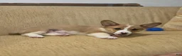 Welsh Corgi Pembroke dogs for sale: Welsh Corgi Pembroke 3 - Ad 2