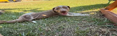 Crossbow “Bow” aka Daisy 
