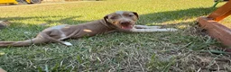 Catahoula Leopard Dog dogs for sale: Crossbow “Bow” aka Daisy  - Ad 1