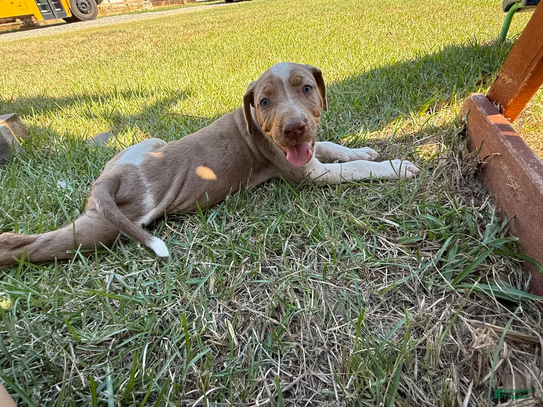 Catahoula Leopard Dog dogs for sale: Crossbow “Bow” aka Daisy  - Ad 1