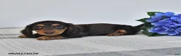 Miniature Dachshund dogs for sale: Forrest - Ad 3