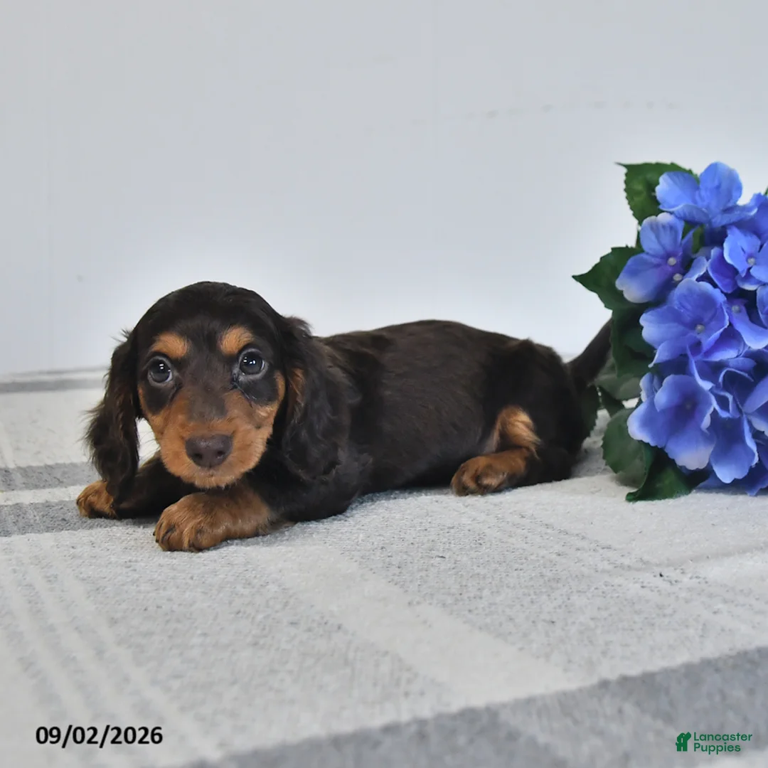 Miniature Dachshund dogs for sale: Forrest - Ad 3
