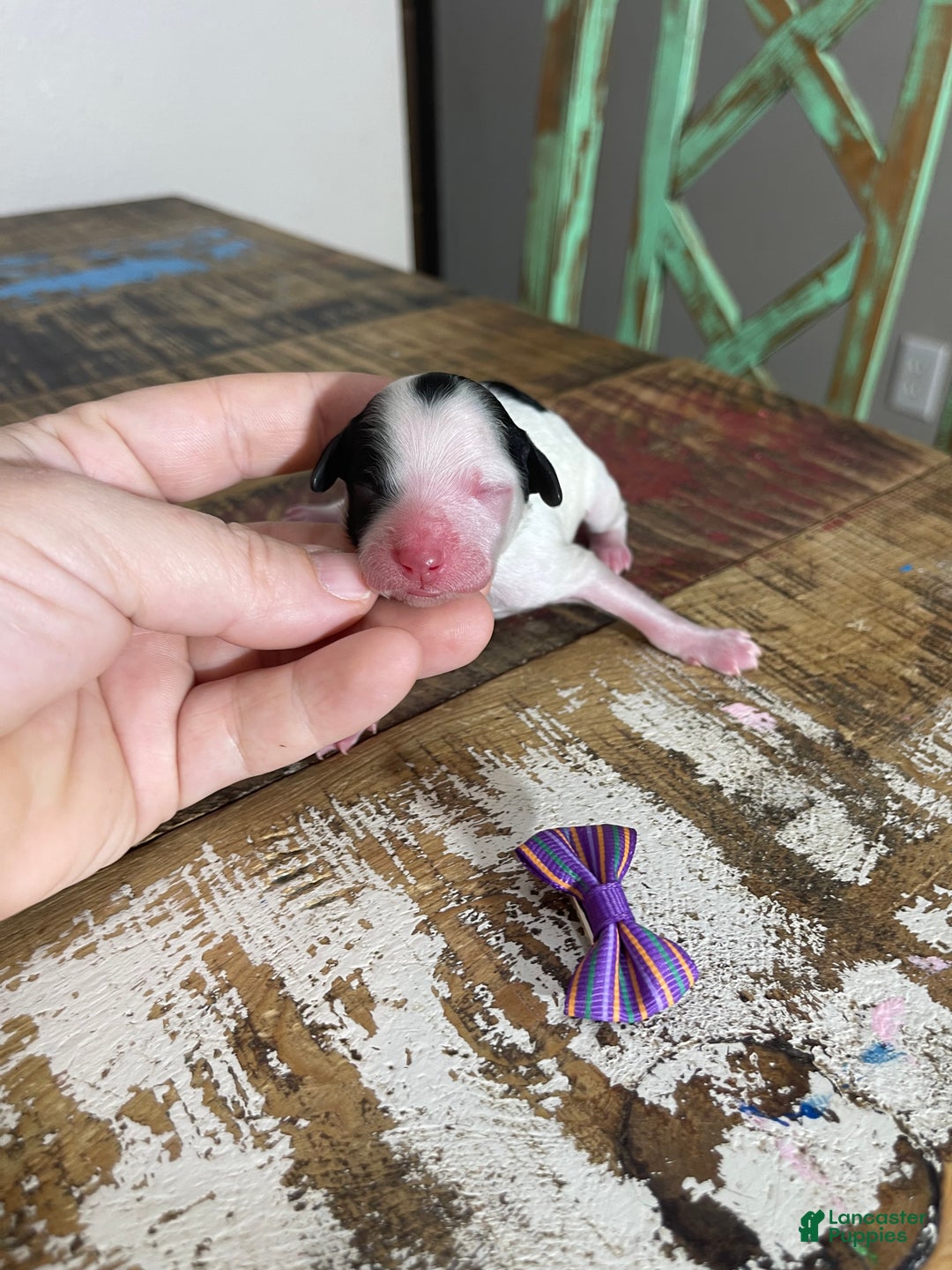 Miniature Poodle dogs for sale: Akc Clear Purple Bow - Ad 16