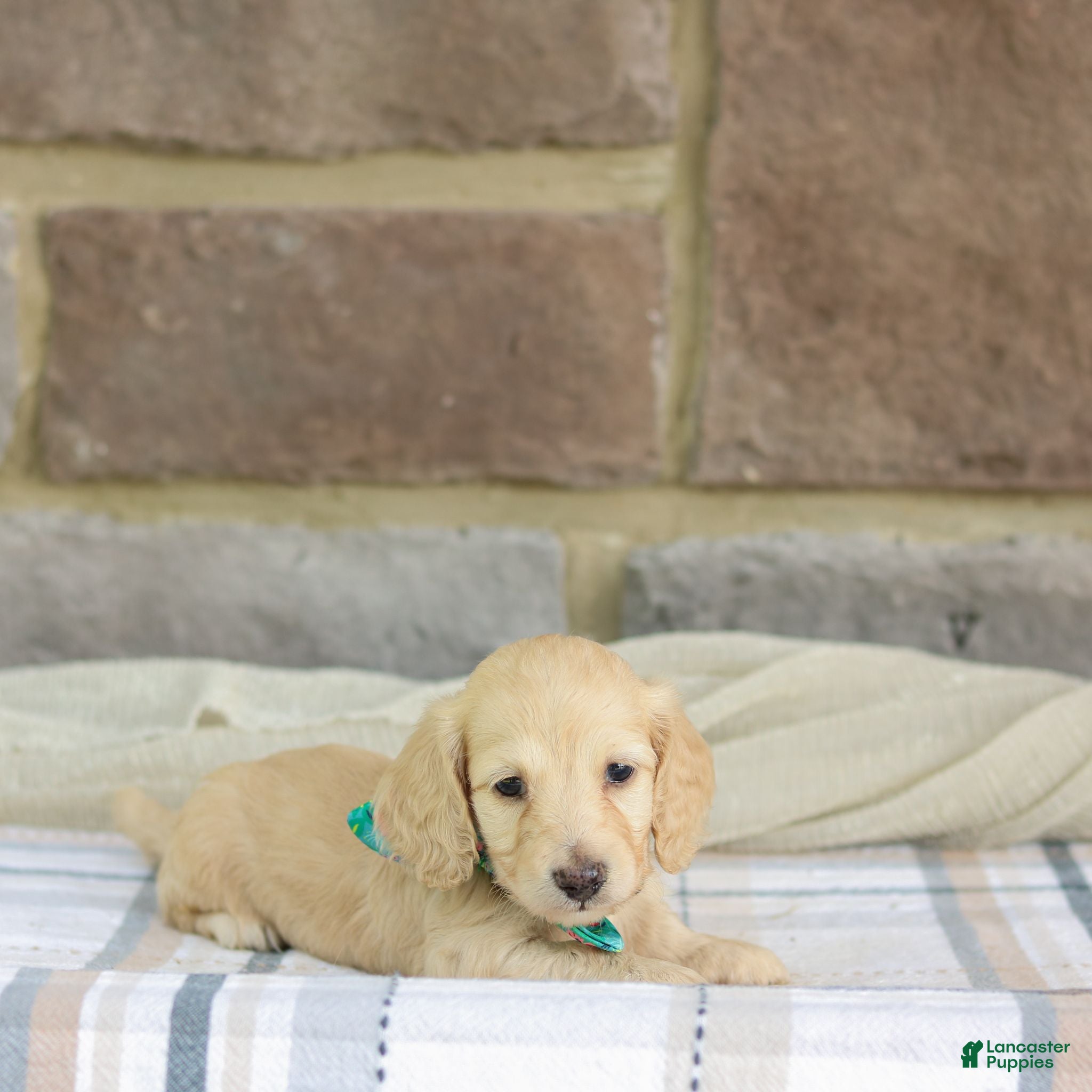 Miniature Dachshund dogs Princess - Ad 2