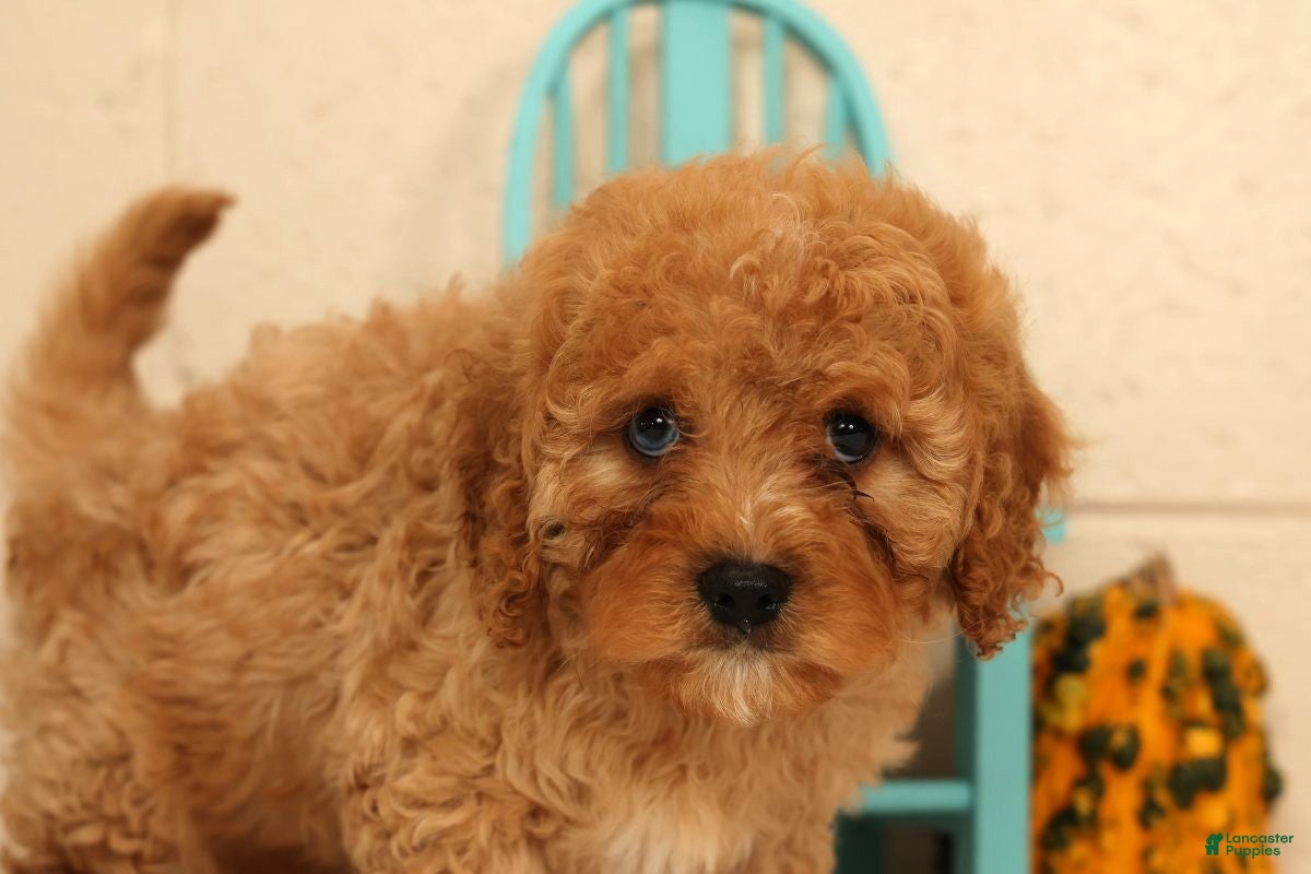 Cavapoo dogs Avery - Ad 2