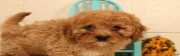 Cavapoo dogs for sale: Avery - Ad 2