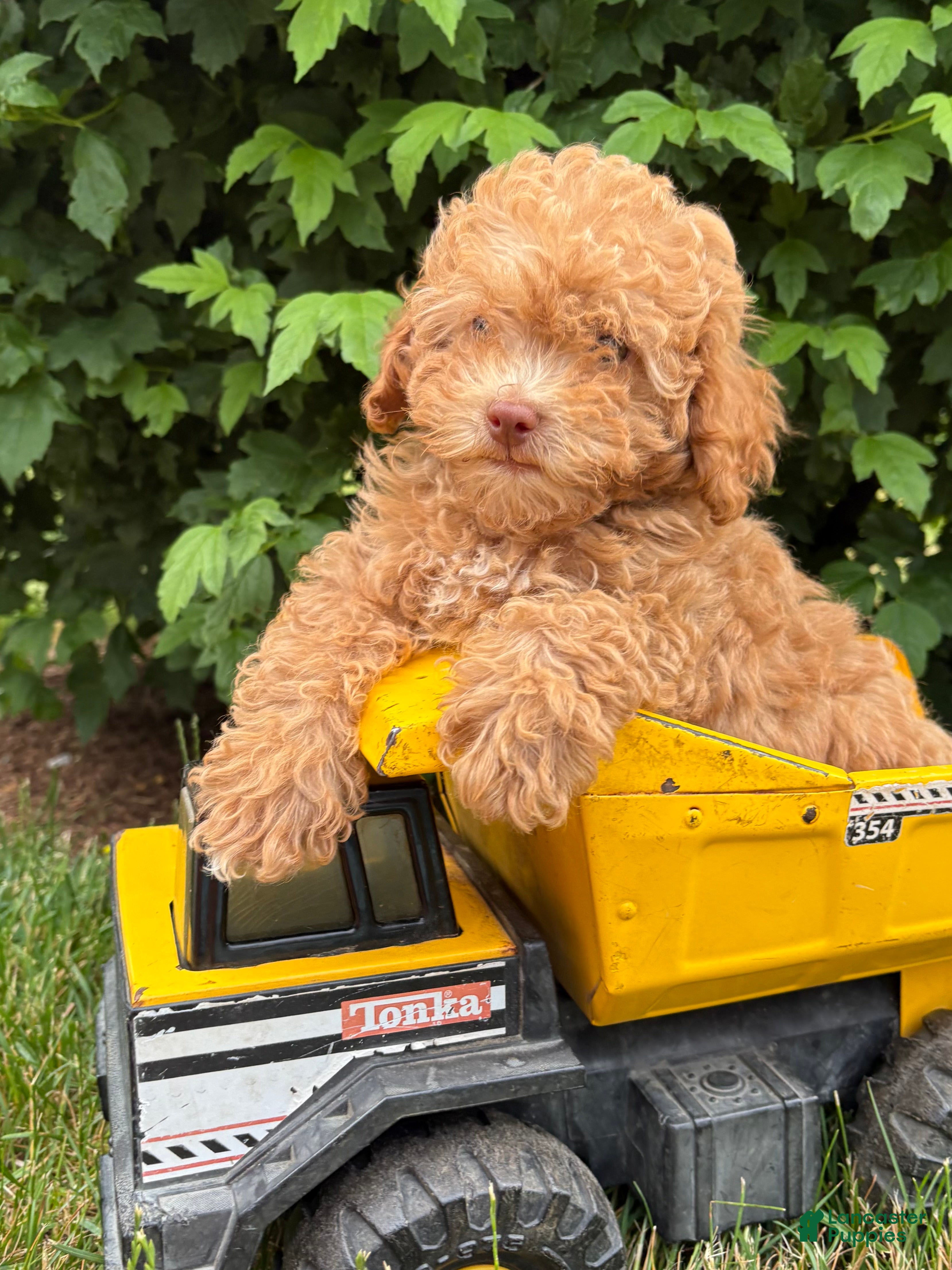 Miniature Poodle dogs Phoenix - Ad 1