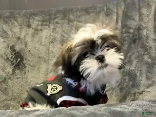 Shih Tzu dogs Rusty - Ad 28