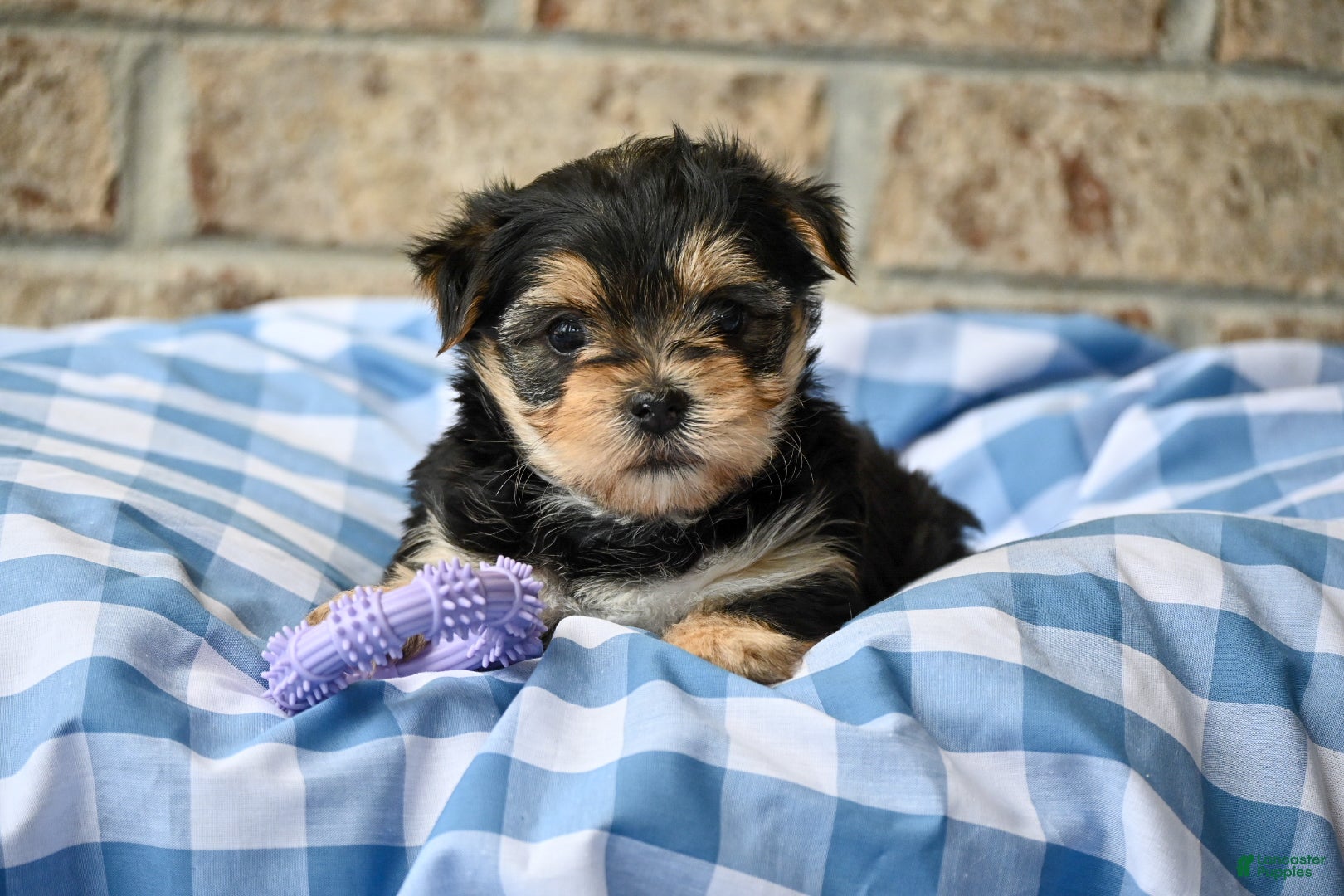 Morkie dogs Ella - Ad 1