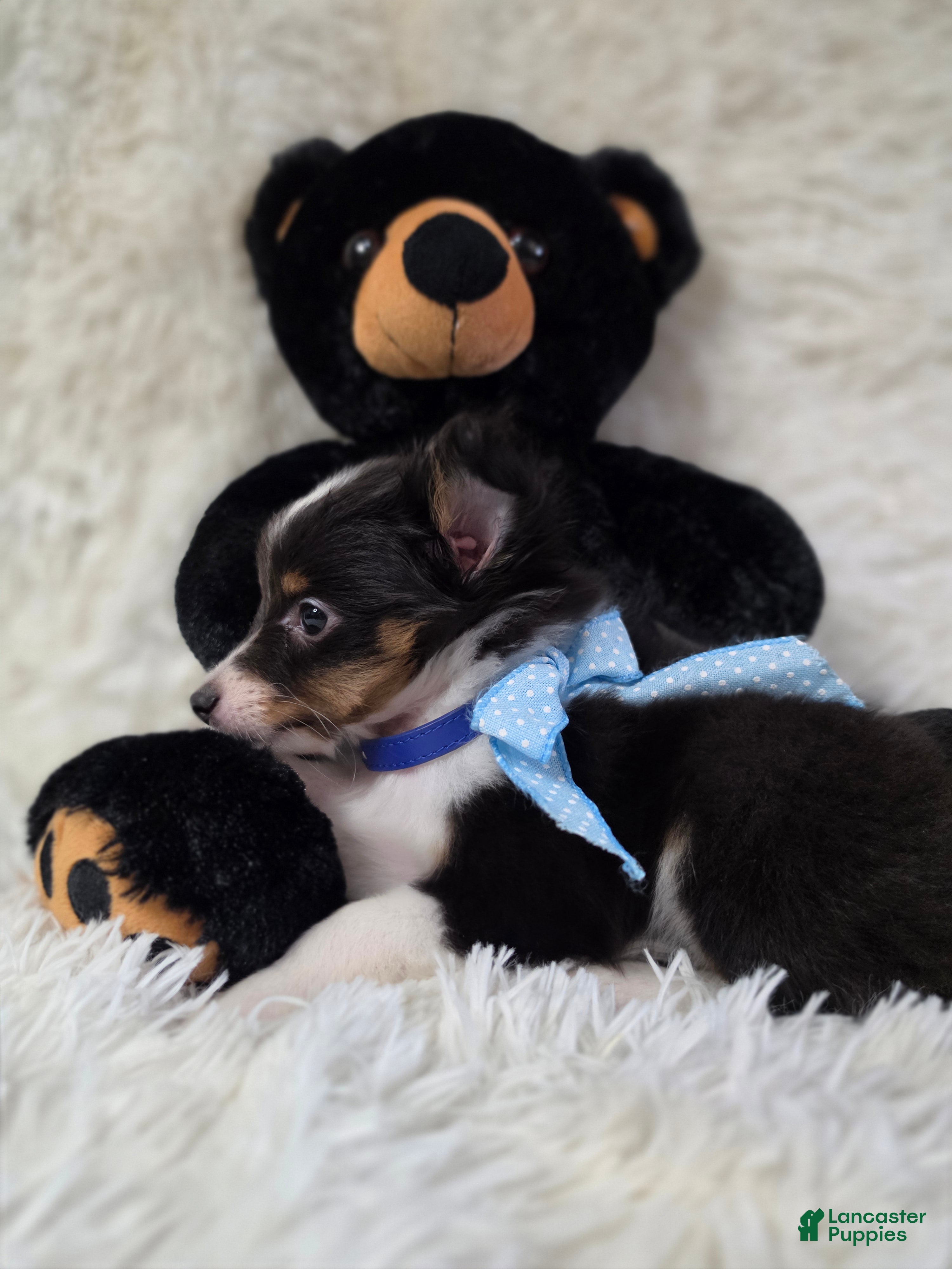 Shetland Sheepdog dogs Macke - Ad 2