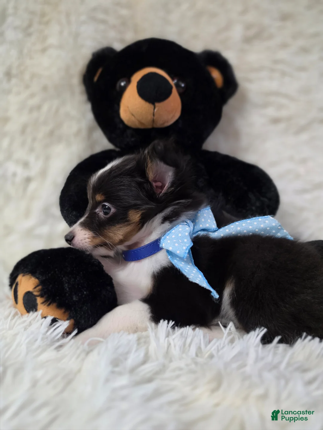 Shetland Sheepdog dogs for sale: Macke - Ad 2