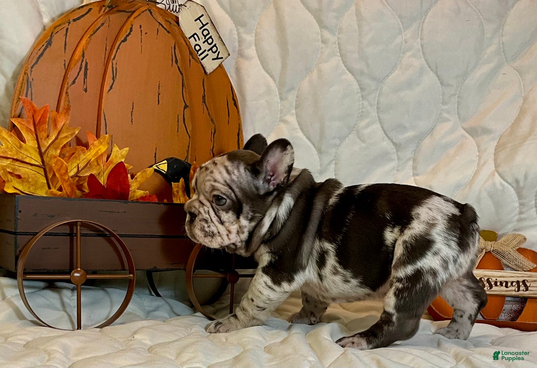 French Bulldog dogs for sale: Arrow - Ad 13