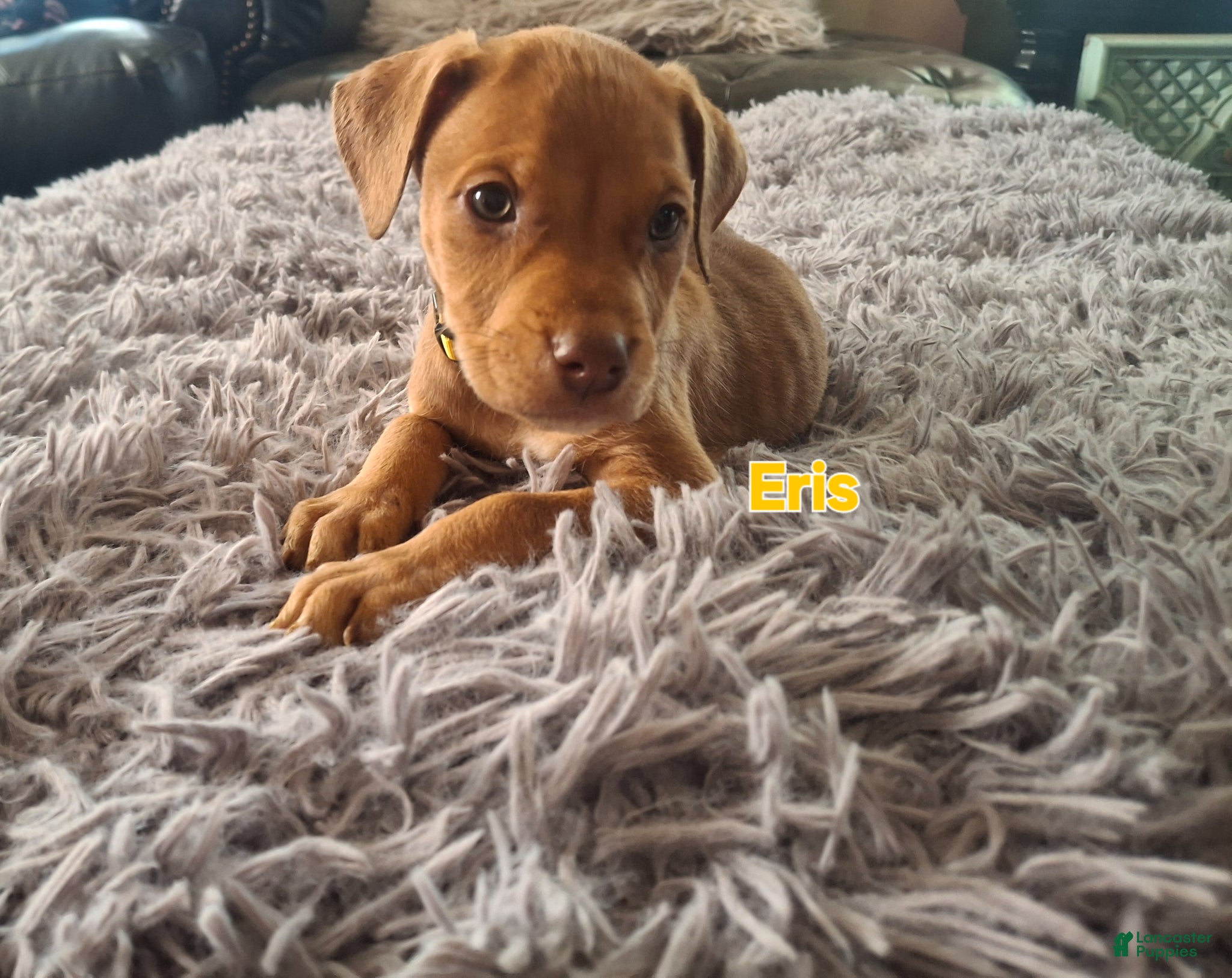 Mixed Breed dogs for sale: Mixed Breed Puppy 10 - Ad 1
