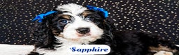 Bernedoodle dogs for sale: Sapphire - Ad 1