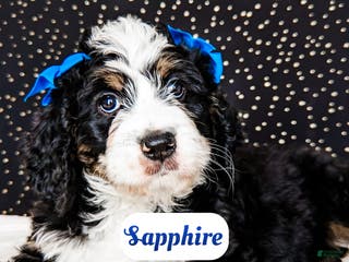 Bernedoodle dogs Sapphire - Ad 27