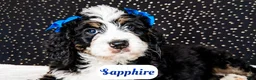 Bernedoodle dogs for sale: Sapphire - Ad 1