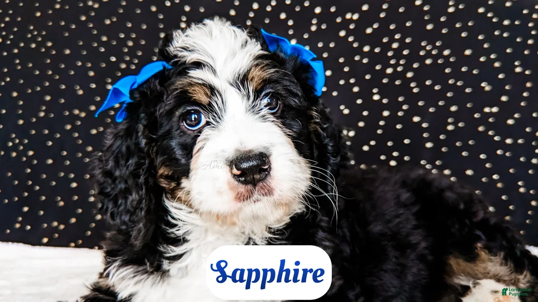 Bernedoodle dogs for sale: Sapphire - Ad 1