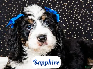 Bernedoodle dogs Sapphire - Ad 41