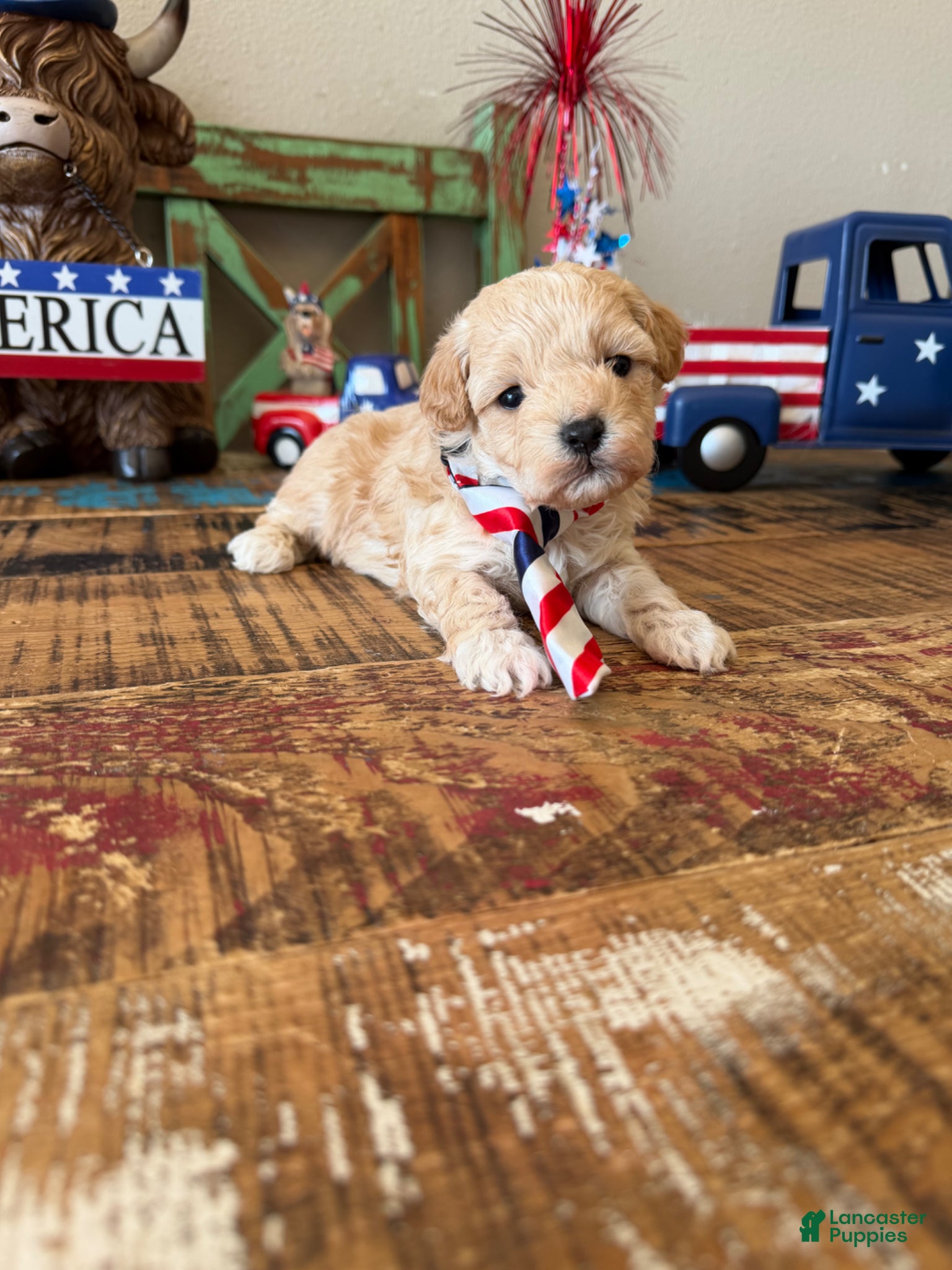 Maltipoo dogs Barbies only Maltipoo Boy 💙 - Ad 7