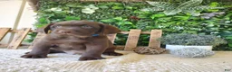 Labrador Retriever dogs for sale: Ranger - Ad 6