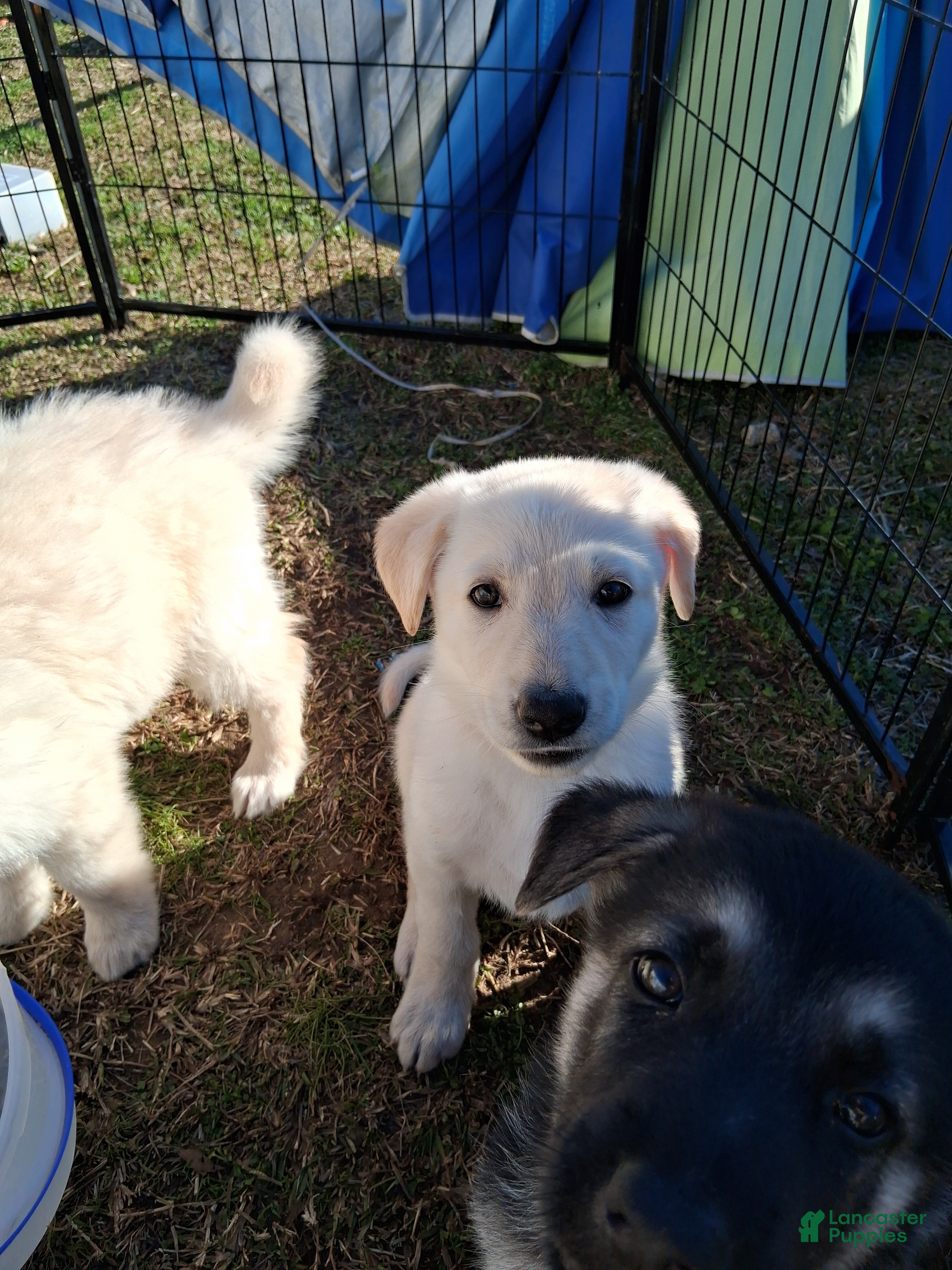 German Shepherd dogs Axle - Ad 2