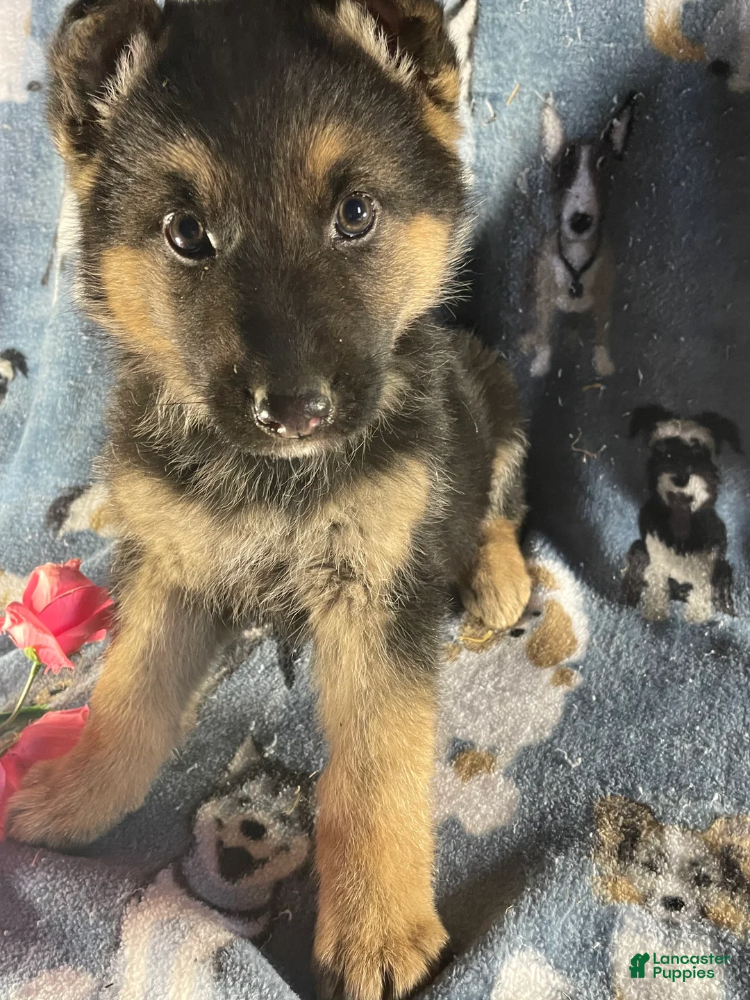 German Shepherd dogs for sale: Max - Ad 2
