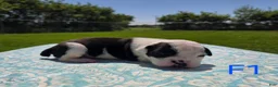 Olde English Bulldogge dogs for sale: Bopeep - Ad 2