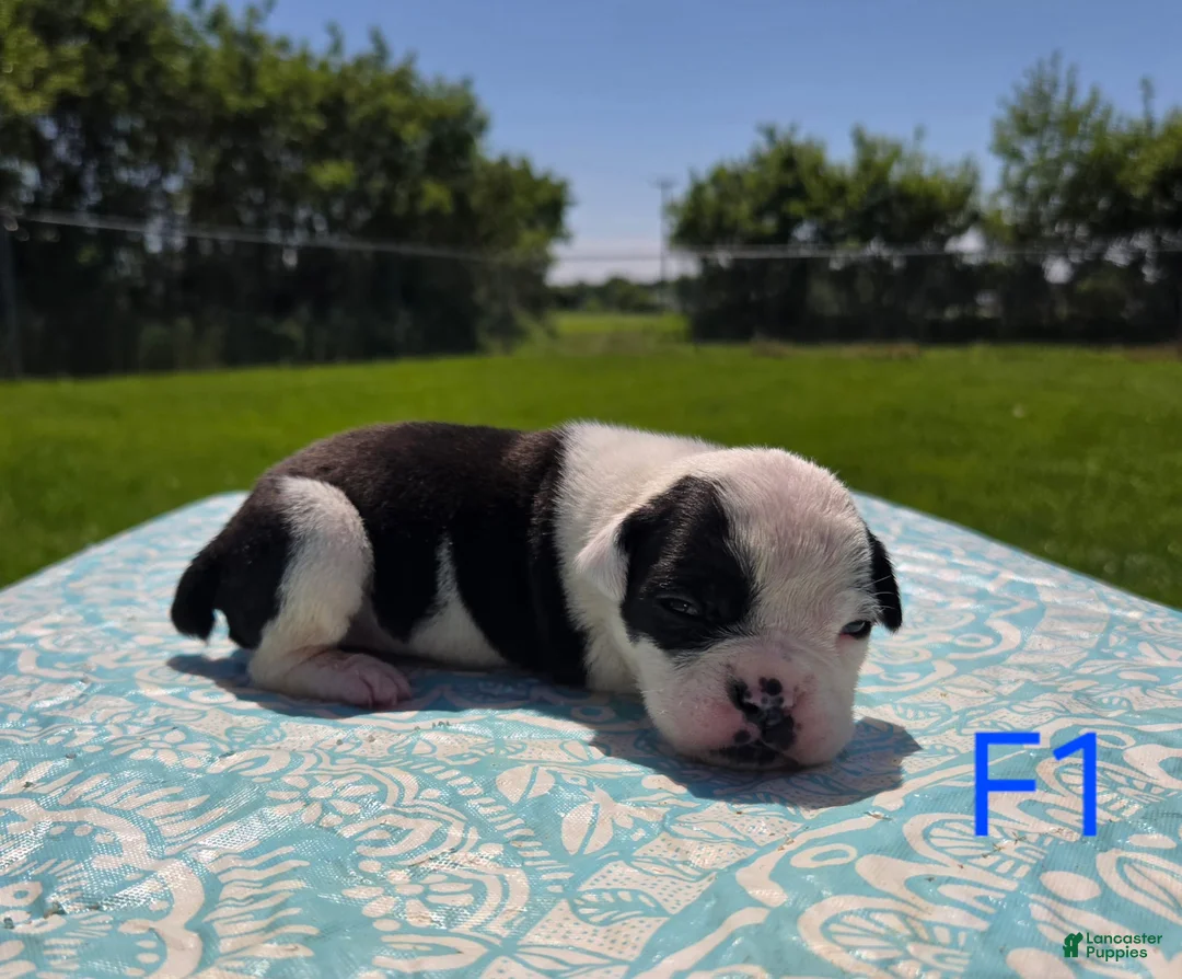 Olde English Bulldogge dogs for sale: Bopeep - Ad 2