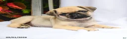 Pug dogs for sale: Ruby - Ad 3