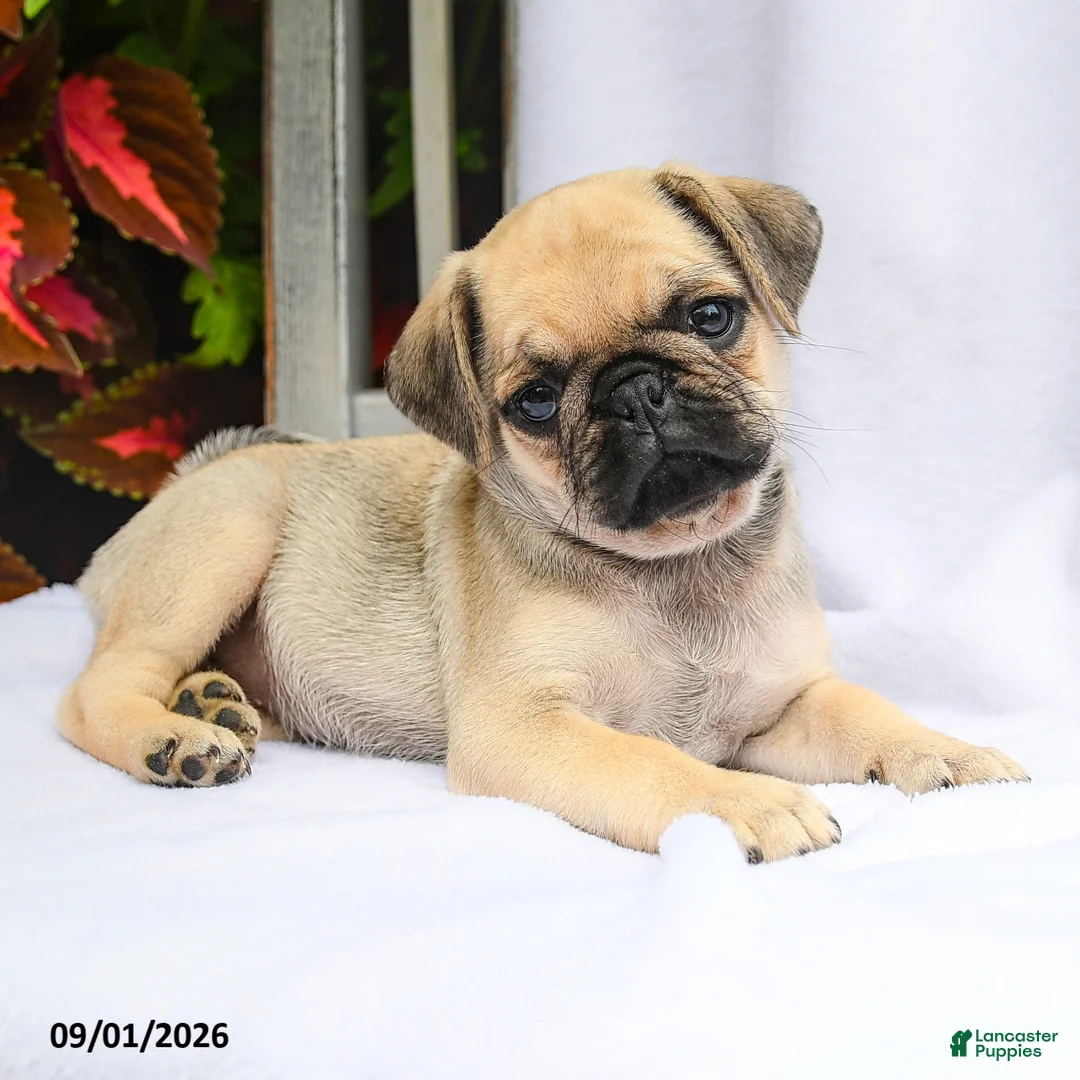 Pug dogs for sale: Ruby - Ad 3
