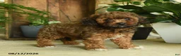 Cavapoo dogs for sale: Ember - Ad 5