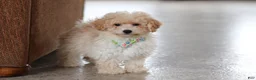 Maltipoo dogs for sale: Bodie - Ad 6