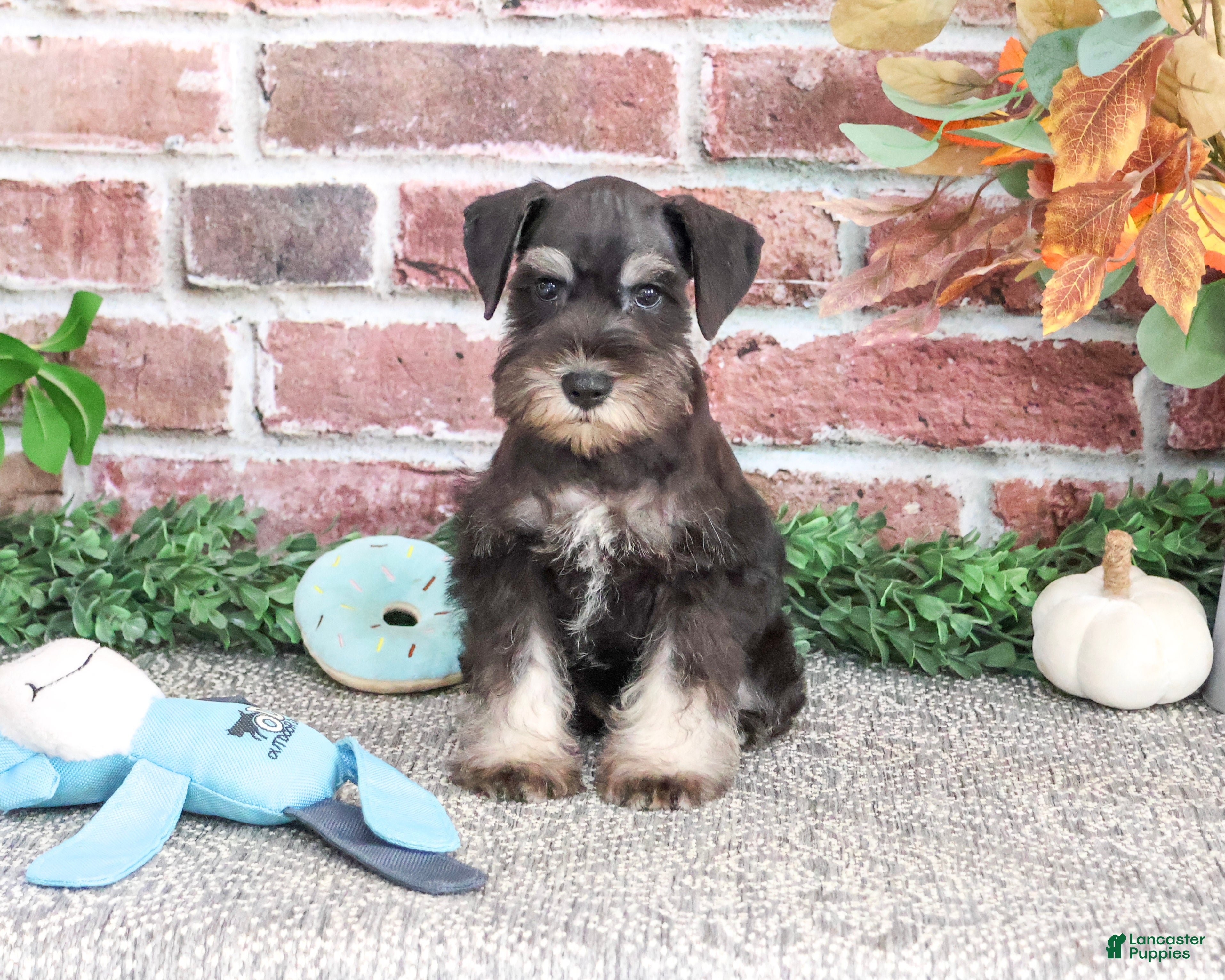 Miniature Schnauzer dogs for sale: Patrick - Ad 1