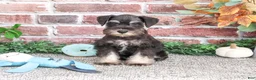 Miniature Schnauzer dogs for sale: Patrick - Ad 1