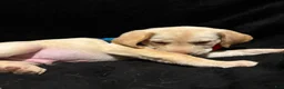 Labrador Retriever dogs for sale: Goofy (yellow)  - Ad 9