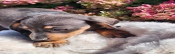 Miniature Dachshund dogs for sale: Truffle  - Ad 4