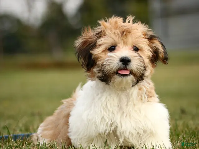 Teddy Bear dogs for sale: Chad Teddy Bear fully leash trained & crate training in progress - Ad 2