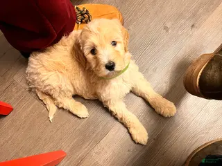 Labradoodle dogs Labradoodle Puppy 4 - Ad 40