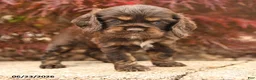 Cocker Spaniel dogs for sale: Lilly - Ad 3
