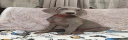 Weimaraner dogs for sale: Red - Ad 2