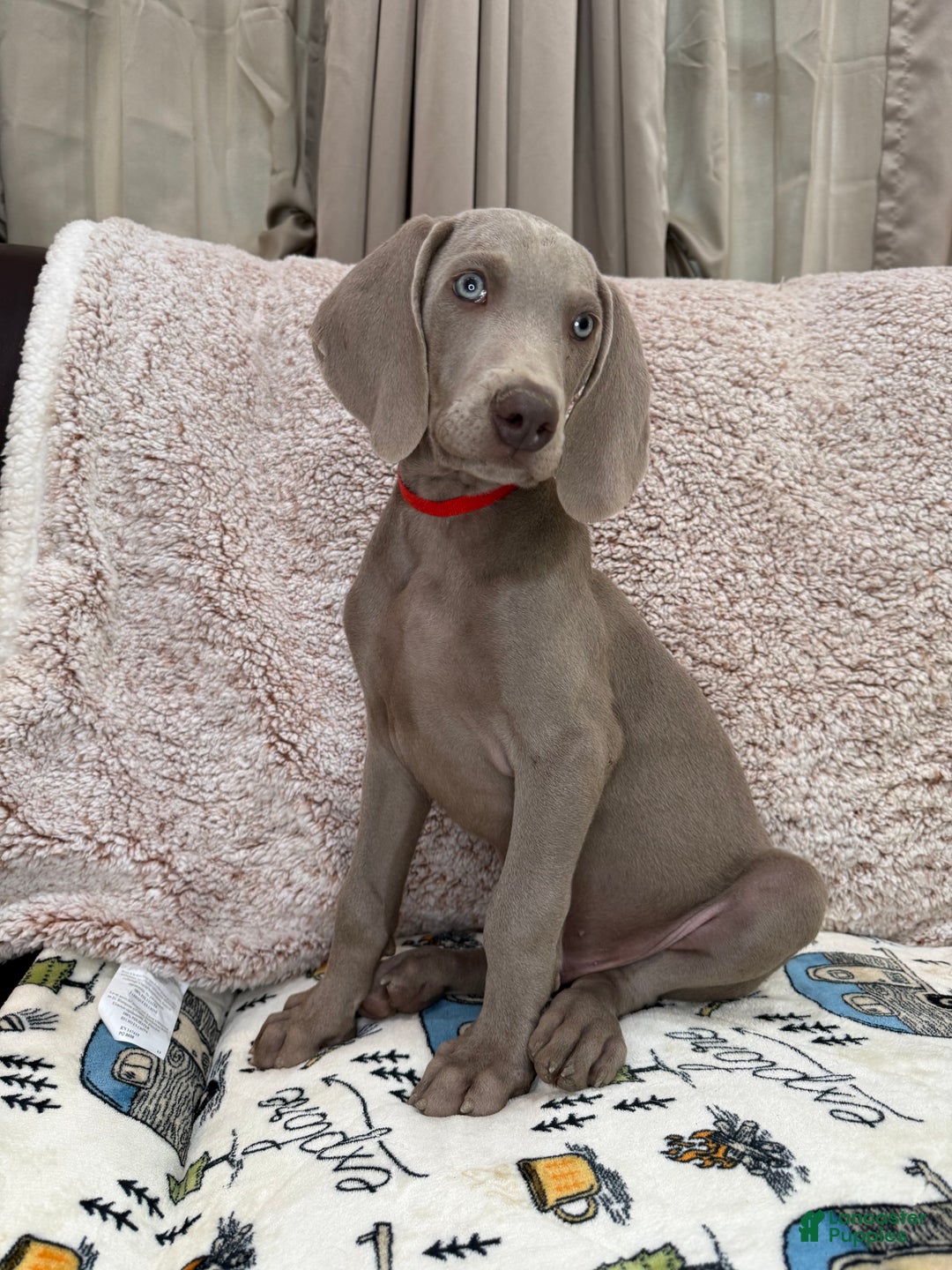 Weimaraner dogs for sale: Red - Ad 2
