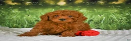 Mini Goldendoodle dogs for sale: Riley - Ad 4