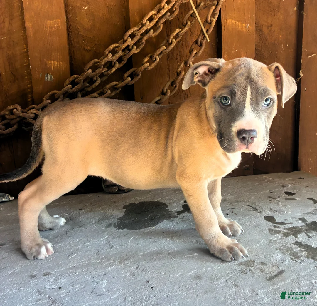 American Bully dogs for sale: "DRAKE" LILAC PUPPY - Ad 2