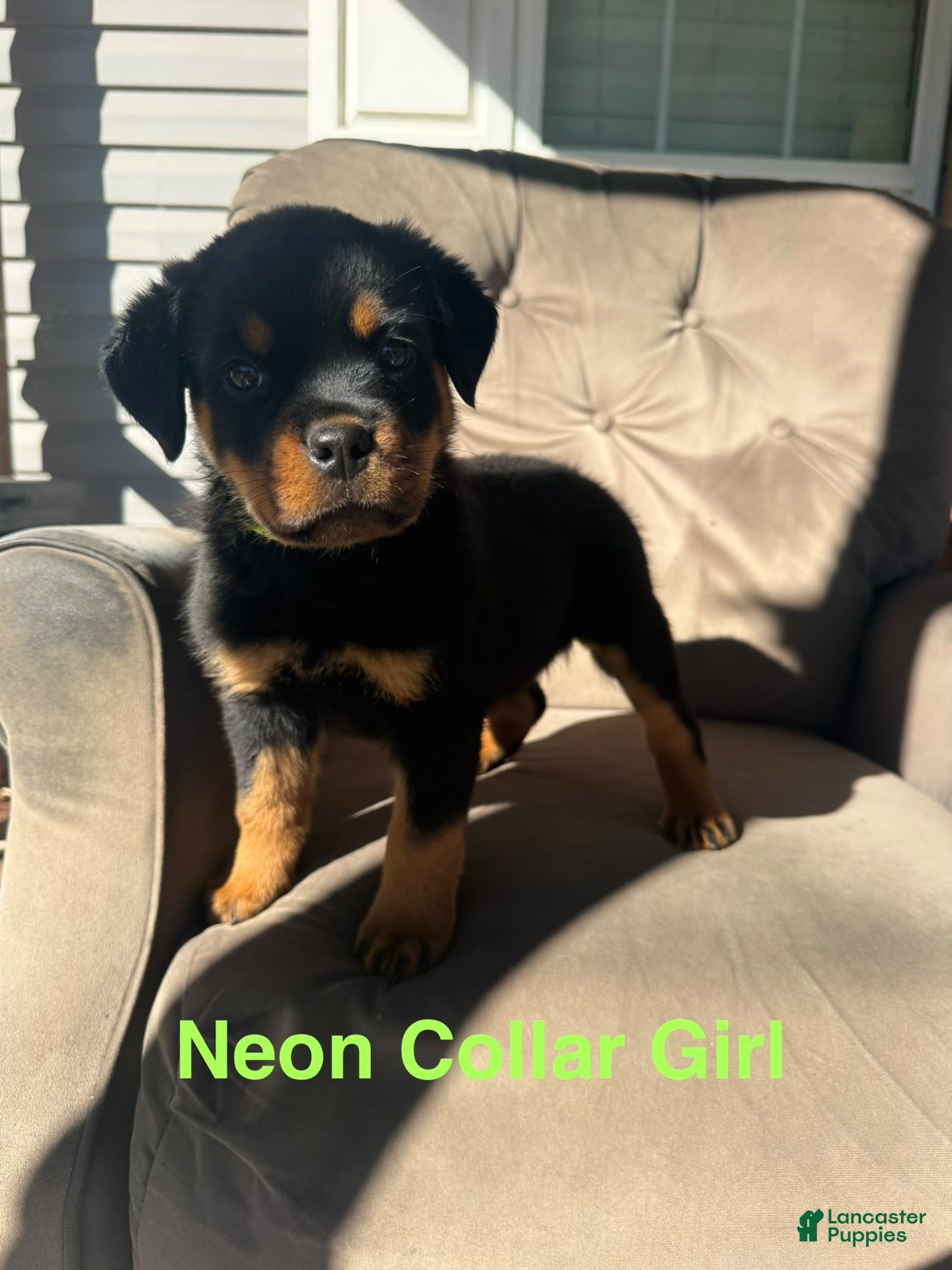 Rottweiler dogs Rottweiler 3 (Neon) - Ad 13