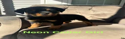 Rottweiler dogs for sale: Rottweiler 3 (Neon) - Ad 1