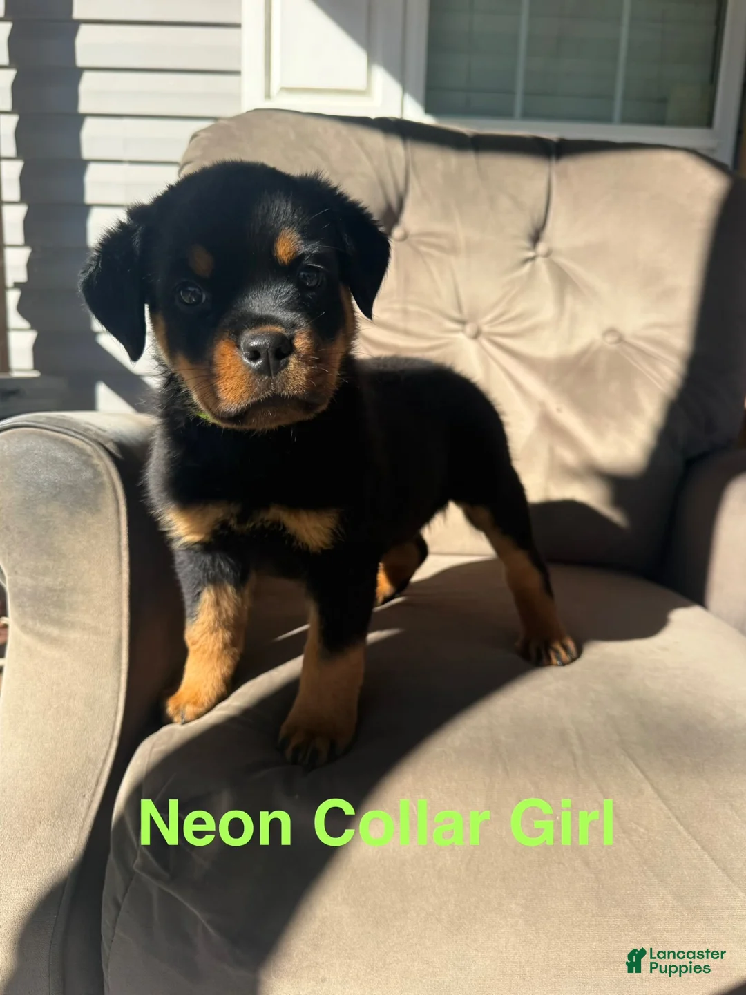 Rottweiler dogs for sale: Rottweiler 3 (Neon) - Ad 1